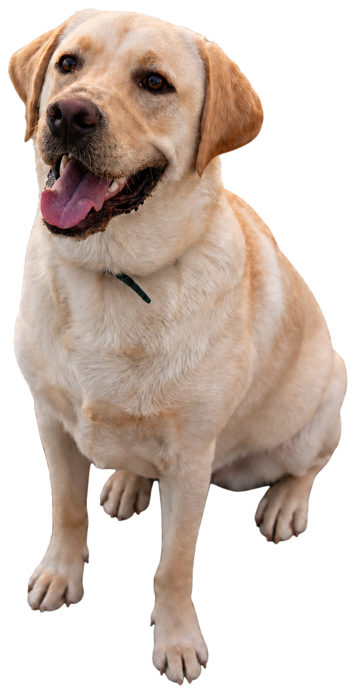 Disney, Anastasiia's Labrador