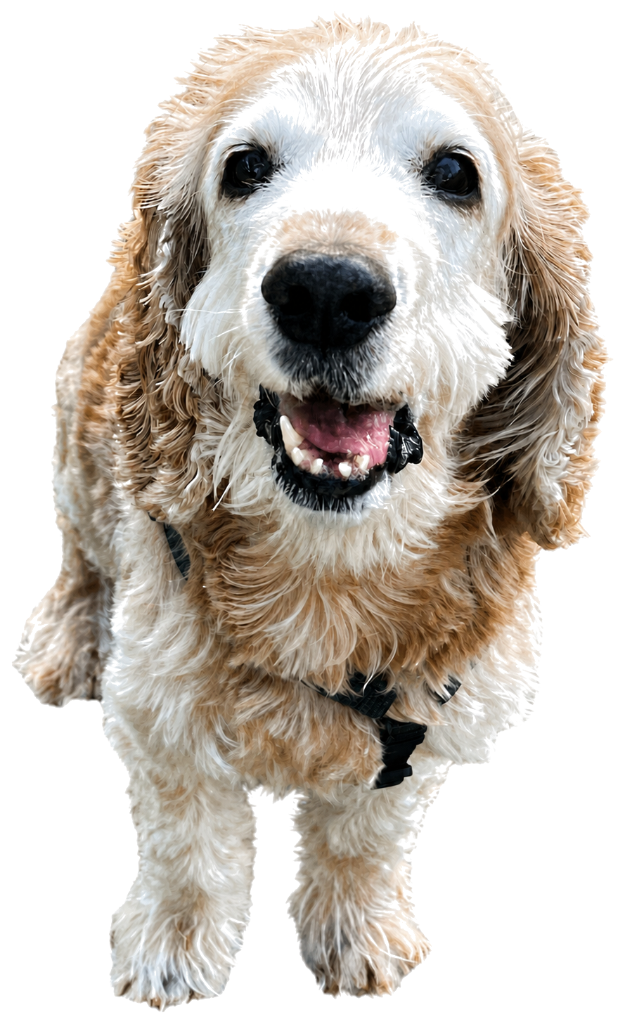 Richie, Anastasiia's cocker spaniel